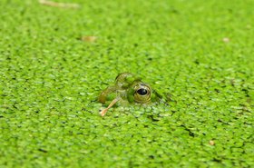 Green Frog in green algae