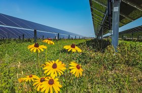 Honeysuckle solar farm